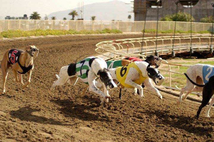 Aguacliente Racetrack Greyhound racing - Tijuana